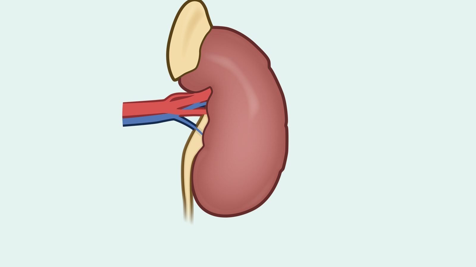 Blood in Urine: When Should You Be Concerned?